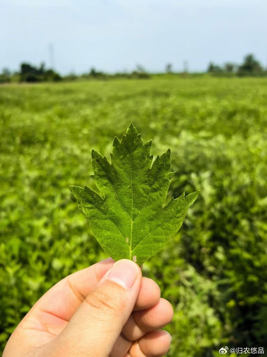 F艾草直播，學(xué)習(xí)、蛻變與自信之種在每次點(diǎn)擊中綻放光彩
