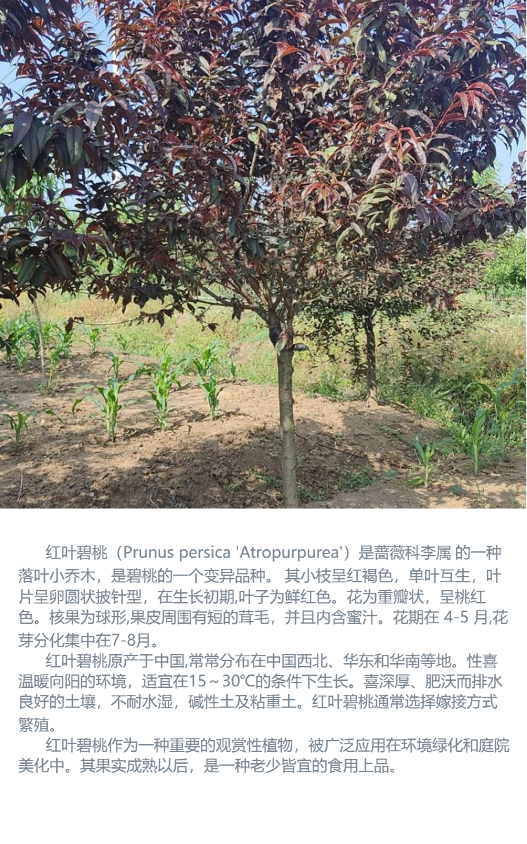 紅櫸樹最新價格,?紅櫸樹最新價格????，帶你走進自然寶藏的世界！