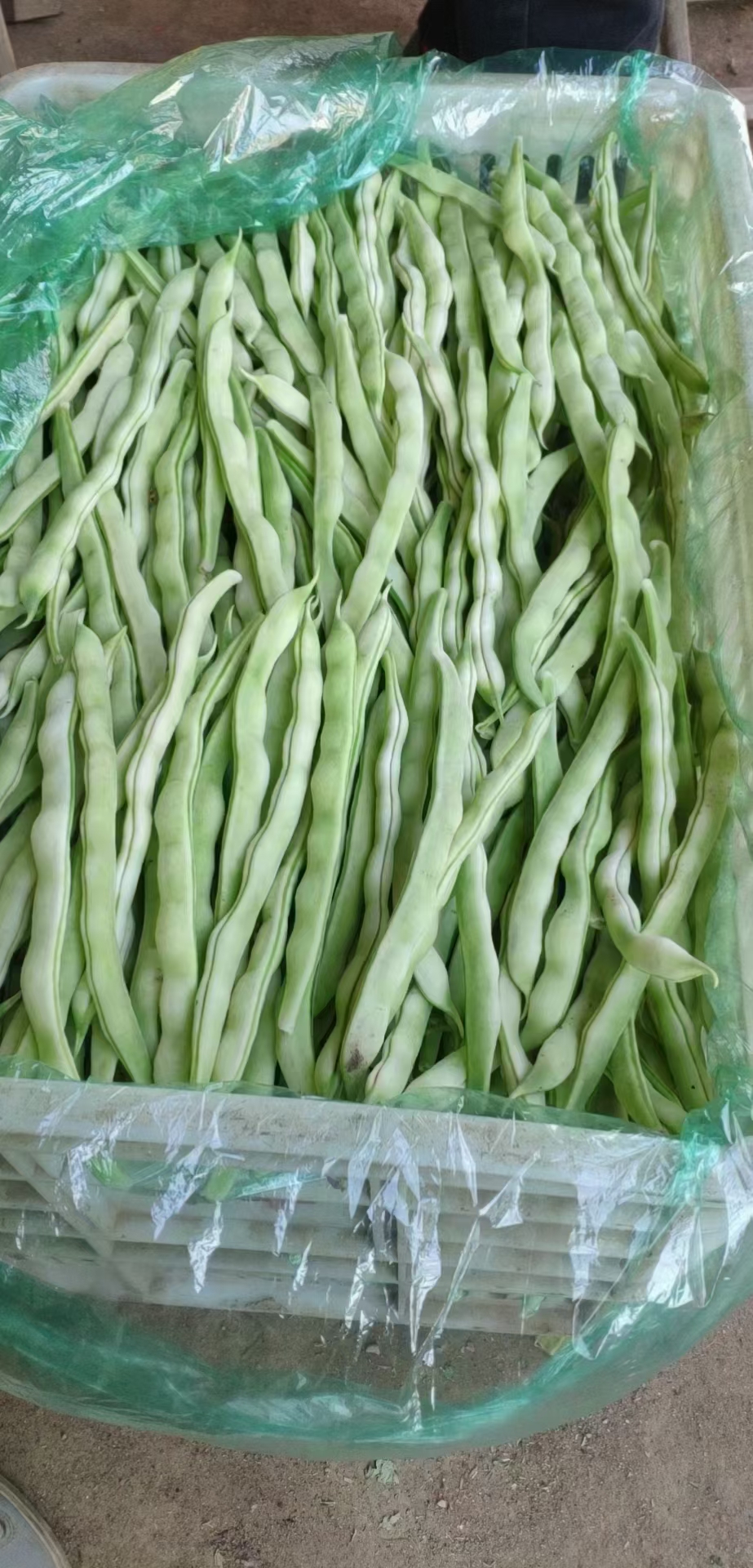 PVC塑膠地板 第413頁