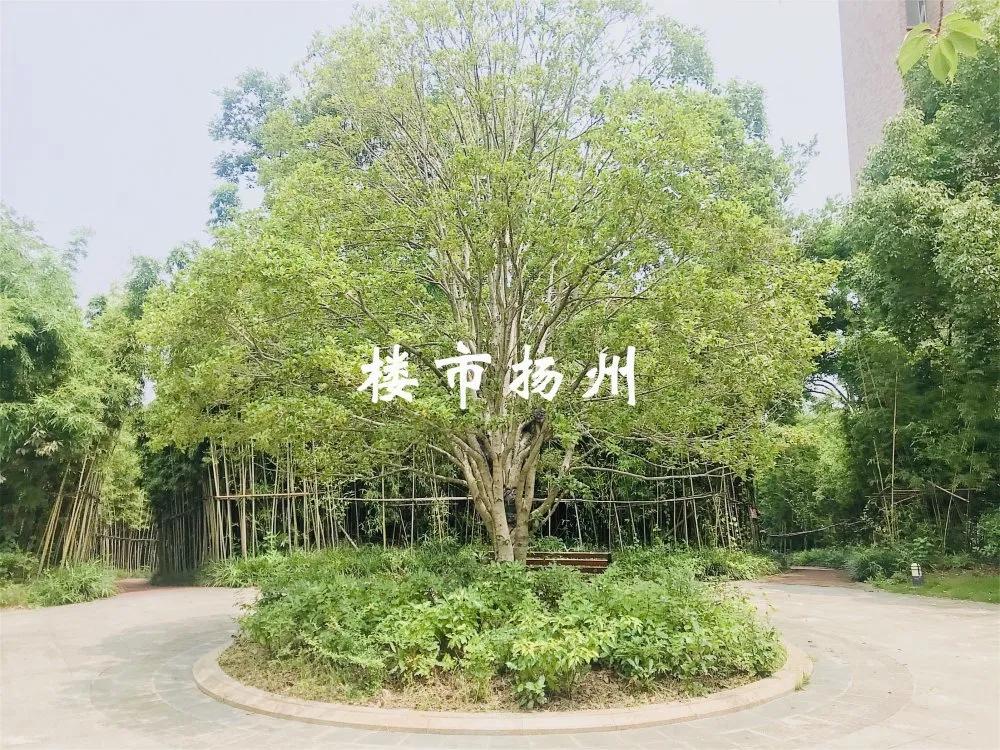 揚(yáng)州各小區(qū)最新房?jī)r(jià)揭秘，大解密探索房?jī)r(jià)走勢(shì)?????