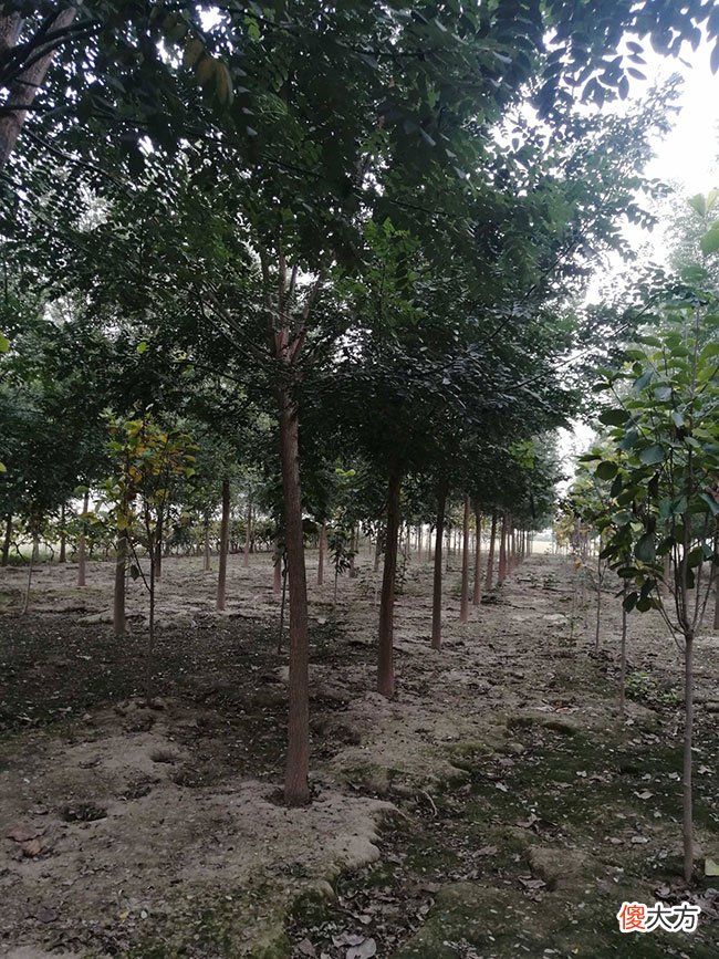 國槐最新價格表及市場趨勢解析，全面洞悉國槐價格動態(tài)與行情