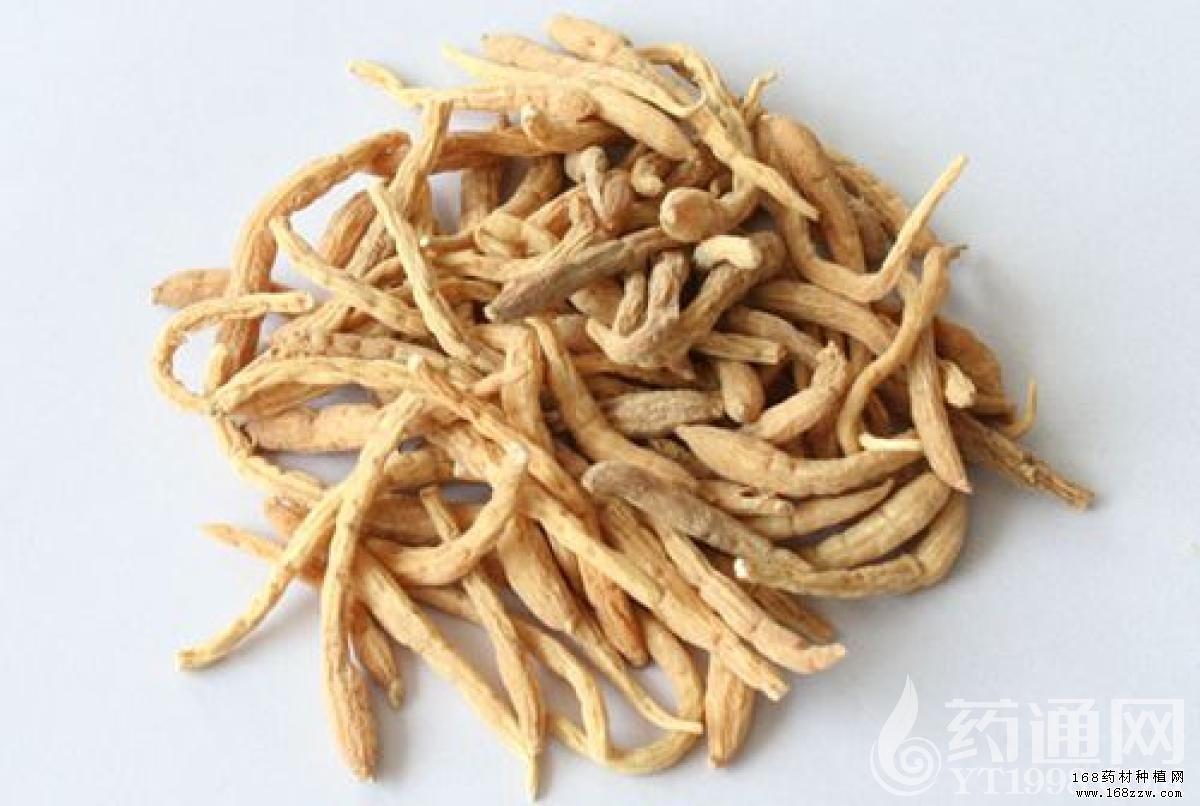 太子參最新價格動態(tài)，學(xué)習(xí)變化的力量與自信成就感的崛起之路