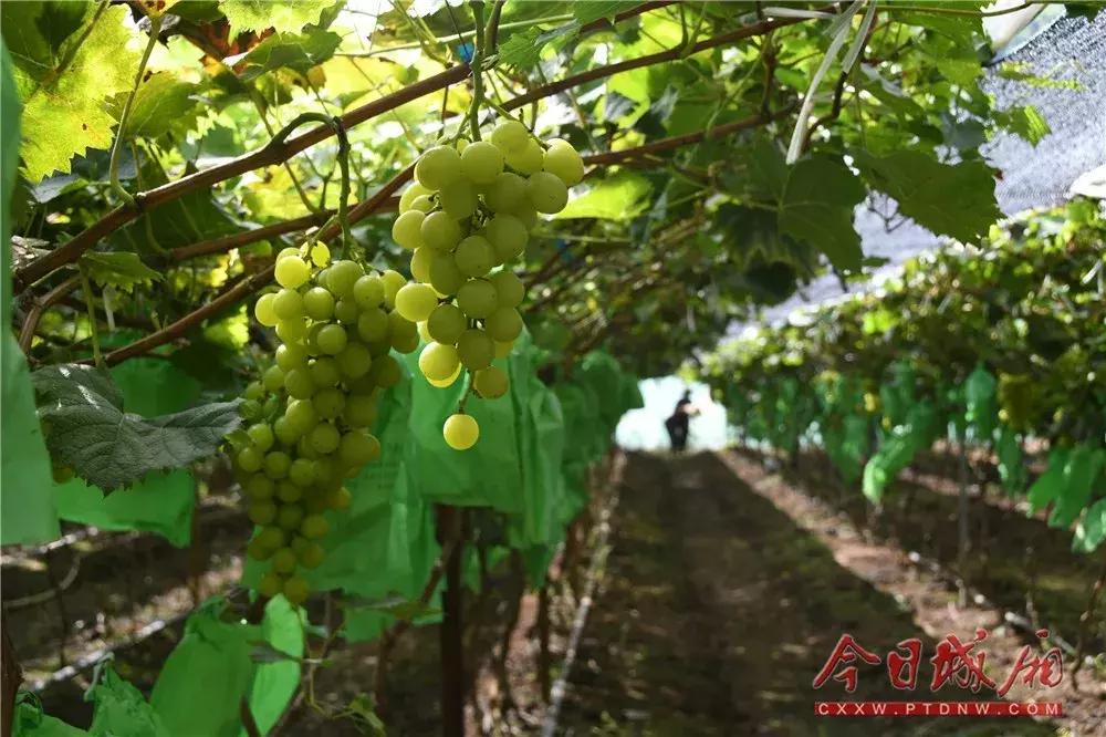 晚熟葡萄新品種，獨(dú)特品味之選，葡萄成熟時(shí)刻的魅力探索
