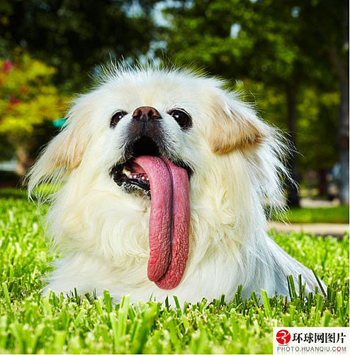 小紅書(shū)推薦熱門潮流犬品種大揭秘！