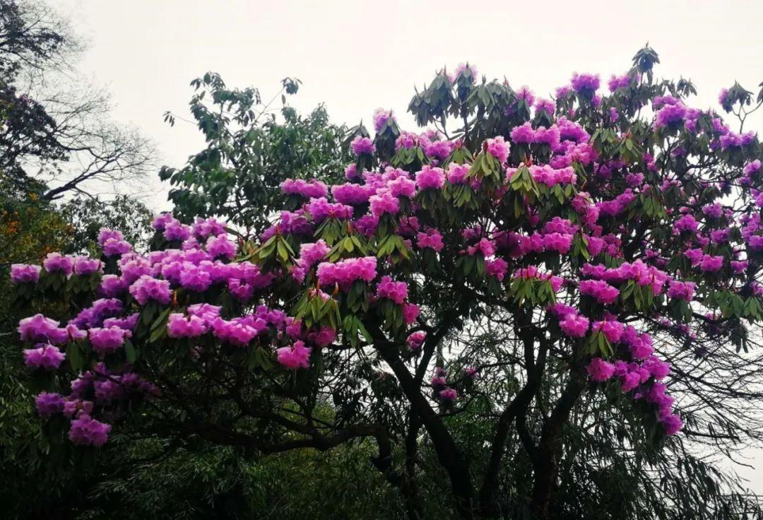 逗艷直播最新探索自然美景，尋找內(nèi)心平和喜悅之旅
