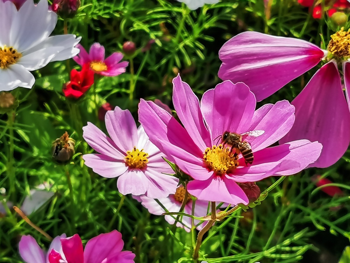 最新格桑花，小巷深處的神秘花園探秘