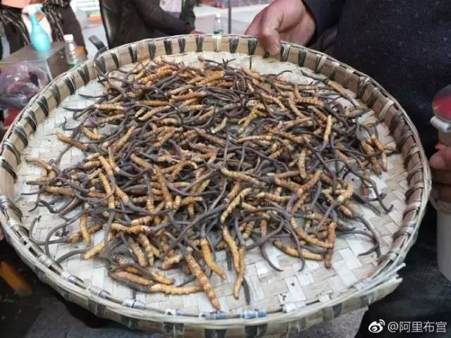 青海挖蟲(chóng)草最新動(dòng)態(tài)，探尋高原草甸下的產(chǎn)業(yè)新機(jī)遇
