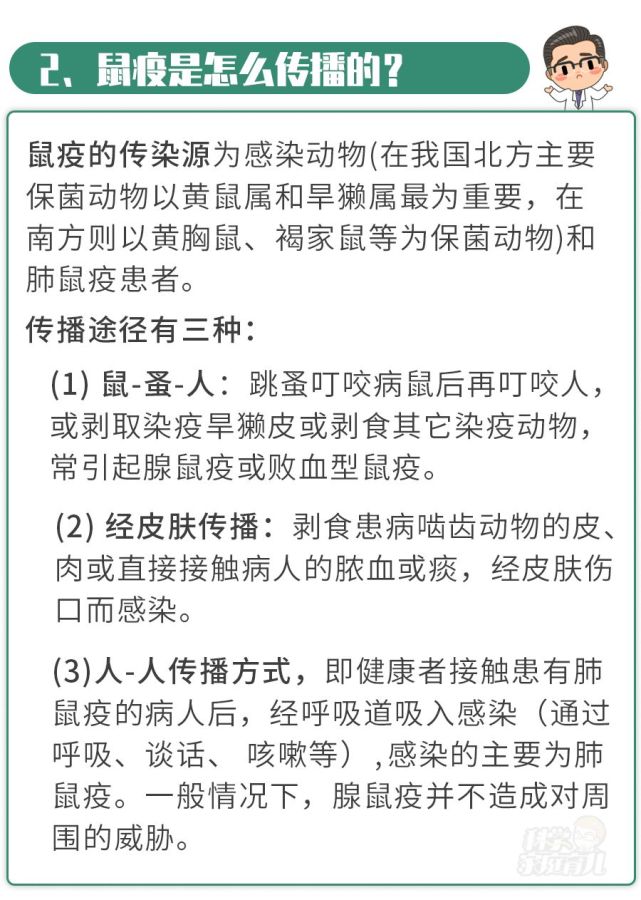 鼠疫最新通告，小巷深處的獨(dú)特風(fēng)味揭秘