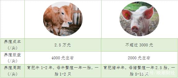最新養(yǎng)牛成本深度解析與探討