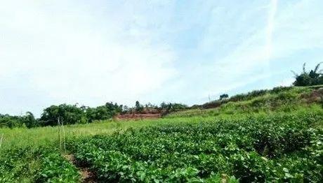 最新礦山項目的崛起，背景、進展與地位分析